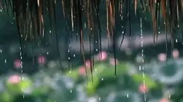 今日桌布--雨季