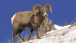 四月羊揮金如土，八月羊揭不開鍋的，幾月出生的羊命最好，最有福
