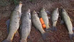 夏季垂釣大水面，如何辨識藏魚地方和餌料套用