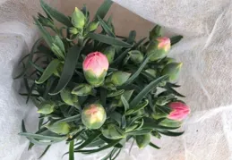 8種「養不死」的花，扔外面不用管，照樣爆盆爆花，適合懶人！