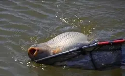 魚在水面上跳躍的原因有五個，釣魚的時候認清了才會有收獲。