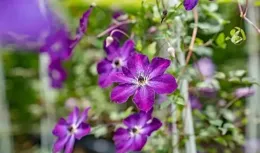 夏季鐵線蓮養護指南：綻放紫色浪漫，細節決定成敗