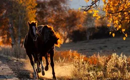 攝影：我們如何追光逐影