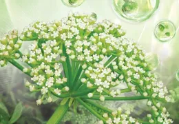 聽說海茴香的美容作用很好，有什麽護膚產品可以證明嗎？