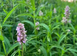 瞿麥，不常見的植物，非常漂亮，價值極高，珍貴收藏吧