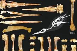 12800年前發生了一件怪事，地球氣溫驟降，人類幾乎滅絕