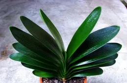 養好君子蘭，牢記「基本理論」，花莖杠杠粗，花箭竄老高！