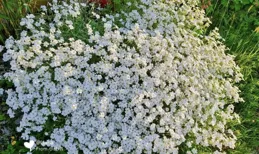 每天學習一種植物——夏雪草