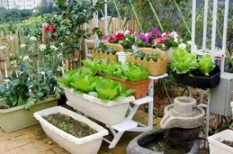 老媽搶走露台，用100個「塑膠瓶」種菜，原來養花的盡頭是種菜