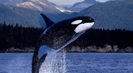 探索虎鯨：海洋霸主的驚人秘密