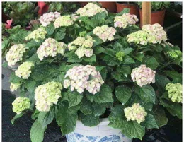 下雨天，繡球花容易引發「灰黴病」，觀察葉子，及時噴藥