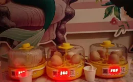 謝娜分享令人振奮的好訊息！在農場拿回來的12顆雞蛋成功孵化小雞