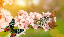 心中在乎，卻愛裝不在意的生肖