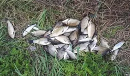 夏季野釣鯽魚，雜魚鬧鉤如何應對？幾個方法小中取大