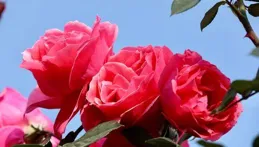 揭秘老花匠秘訣：家中無南墻，慎選月季海棠'經驗之談，不容忽視