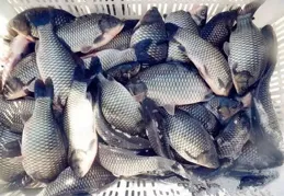 釣魚日記-魚線的選擇