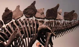 （外代一線）美國紐約：即將拍賣的恐龍化石