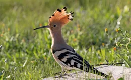 戴勝貴為以色列國鳥，為何要把自己弄臭烘烘的？竟是為了後代存活