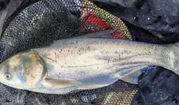 趕快收藏！低成本高漁獲，幾款自制鰱鱅餌料，讓垂釣感爆棚