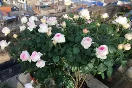 推薦幾款開花非常香的月季品種，這幾款是月季中最出眾的香味濃郁