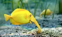 歡迎來到神奇的海底世界，這些生物真是奇妙啊