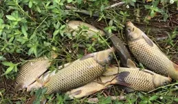 夏季野釣鯉魚，4大「法寶」級招數，狂拉大鯉沒難度