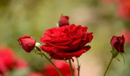 快來寶山這座公園，投身月季花海的懷抱吧~