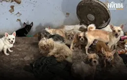 觸目驚心！泰國大叔死後遭家中10只狗啃食僅剩白骨