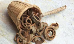 厚樸傳奇：川樸的自然恩賜與文化傳承