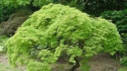 庭院造景高端樹—羽毛楓（附26張圖片）