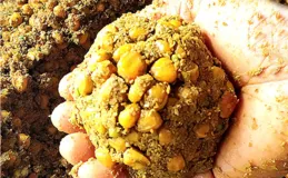 夏季野釣，為什麽打幾天窩後，依然釣不上大魚？這是什麽情況呢？