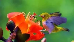 花香鳥語：秀眼和垂花水竹芋