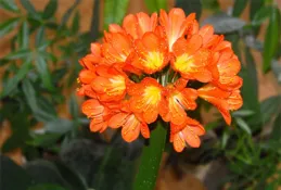 這7種花的葉片不能多碰水，平時更要少噴水，不然葉片會發黃