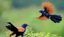 孵化——把小窩給蘊藏一點溫度