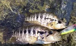 這魚最大不到半斤，很多人愛釣，還稱它魚中珍品，魚卵有毒要當心