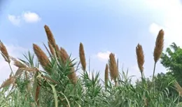 蘆葦全身都是寶