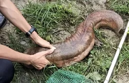 立功了！江西垂釣者釣獲一條「怪魚」，感覺不對慌忙報警求助