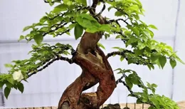 黃櫨盆景的大忌諱：精心養護，避免誤區