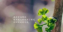 積極進取，樂觀向上的正能量哲理短句，淡然恬靜，除去陰霾