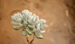 夏日高溫多肉，4個技巧，讓多肉植物煥發新生！輕松上盆！