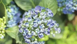 戴上它，瞬間變身夏日清新女神：植物染青色草帽