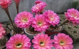 10種勤快花，熱天也能不斷開，人稱「開花小機器」，適合新手養