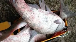 江蘇釣友夜釣，偶遇巨型鱅魚重達112斤，鱅魚到底能長多大？