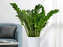 夏天養護金錢樹，出現3個「表現」，必須停止施肥，嚴格控水