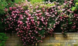 讓夢想照進現實——在老家院子裏建造花壇