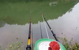 野釣時間不夠，發窩來湊！20年釣齡人教你4招，魚獲比別人多3倍！