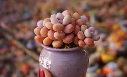 什麽多肉適合用高樁盆?這6種多肉植物是高樁盆的完美伴侶！