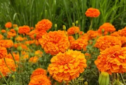 西邑鄉熊洞村萬壽菊首采為農民「添金」