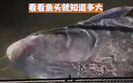 江蘇釣友奇遇：百斤「鰱鱅王」橫空出世，是福是禍？