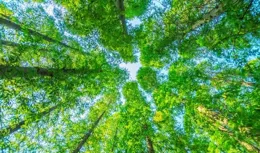 上聯：古木參天三尺遠，下聯：詩友請